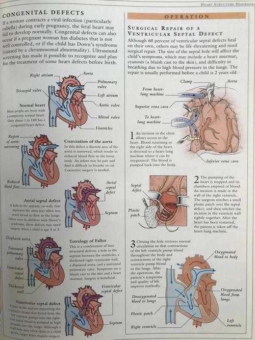 人体解剖图解指南 数百幅彩色插图 精装大16开 商品图13