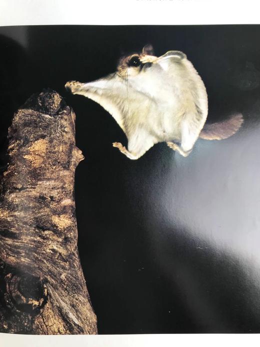 北美洲野生动物图集 数百幅插图 精装大16开 商品图11