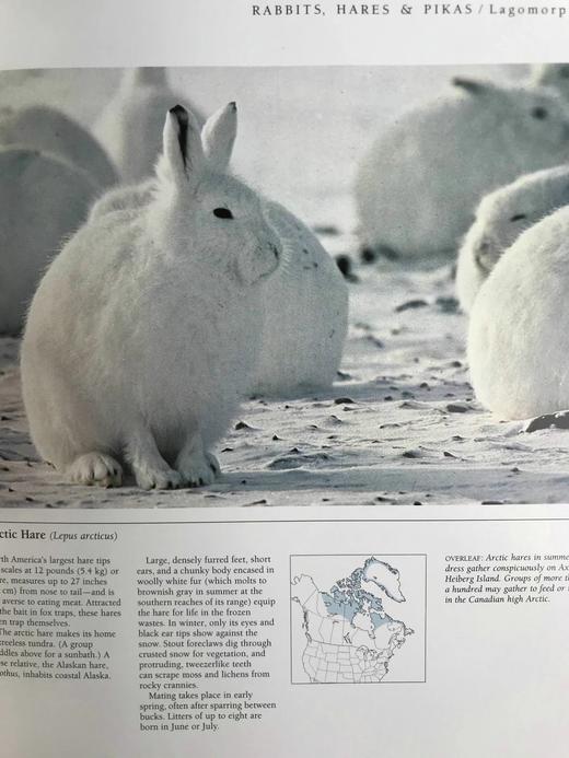 北美洲野生动物图集 数百幅插图 精装大16开 商品图13