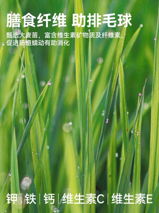 美人喵 冻干猫草棒50g 磨牙棒猫咪零食 商品图3