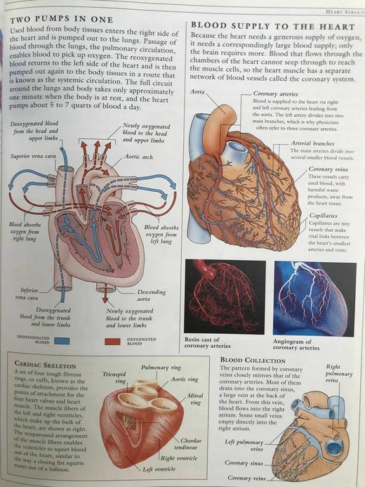 人体解剖图解指南 数百幅彩色插图 精装大16开 商品图14