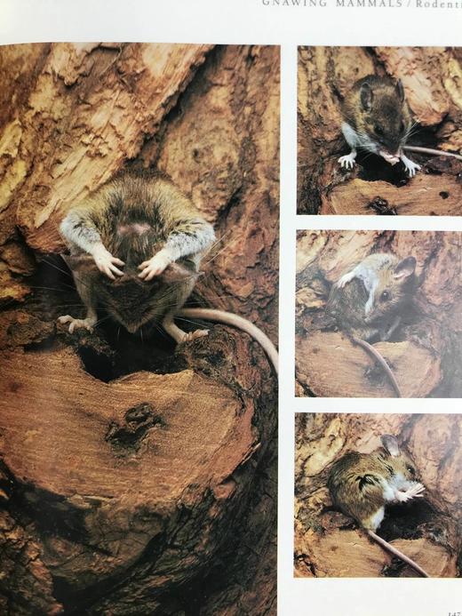 北美洲野生动物图集 数百幅插图 精装大16开 商品图10