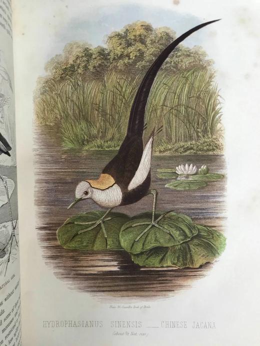 约19世纪后期 卡塞尔鸟类图鉴（卷4） 10幅彩色85幅黑白插图 漆布精装16开 商品图8