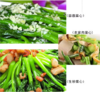 菜心约500g【BC】【QC】 商品缩略图6