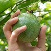 钦蜜9号黄金百香果3斤/5斤装（百果芳香，蜜甜馥郁） 商品缩略图2