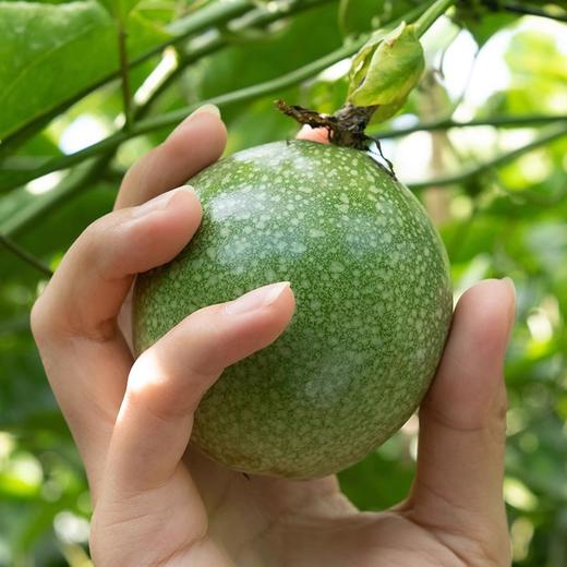 钦蜜9号黄金百香果3斤/5斤装（百果芳香，蜜甜馥郁） 商品图2