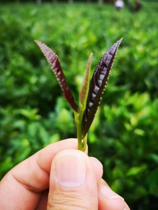 古紫一号紫红茶 商品图2