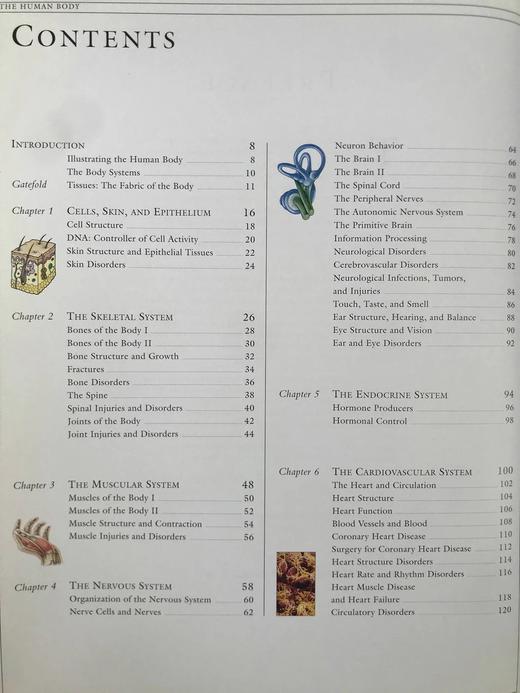 人体解剖图解指南 数百幅彩色插图 精装大16开 商品图6
