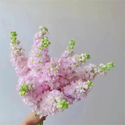 紫罗兰 10支/扎 颜色深浅略有差异 以实物为准 云南基地发货（价格已包含包装费用） 运费以实际为准，多退少补。 商品图1