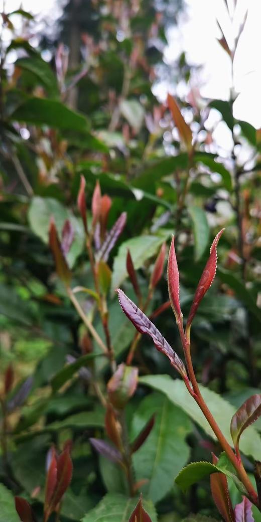 古紫一号紫红茶 商品图1