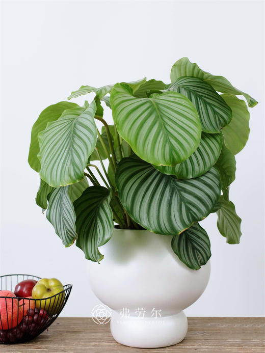 青苹果竹芋 商品图0