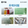华畜 光合细菌2L 降解氨氮 改良水质 水产专用 商品缩略图1