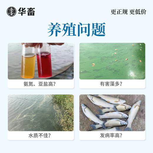 华畜 光合细菌2L 降解氨氮 改良水质 水产专用 商品图1