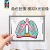 *蝙蝠兔我的骨怪朋友生命人体启蒙双语认知趣味拼图人体科普医生玩具礼物 商品缩略图4