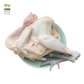 奔牛沈小亚家 散养老母鸡