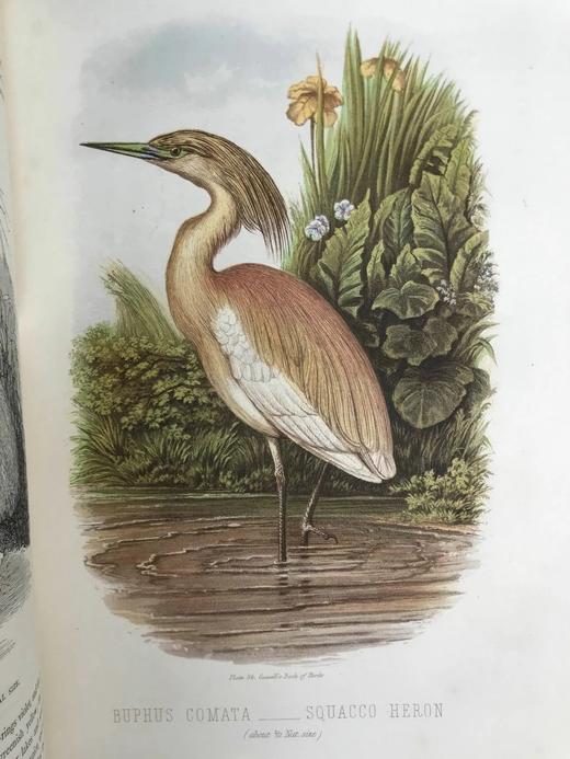 约19世纪后期 卡塞尔鸟类图鉴（卷4） 10幅彩色85幅黑白插图 漆布精装16开 商品图9