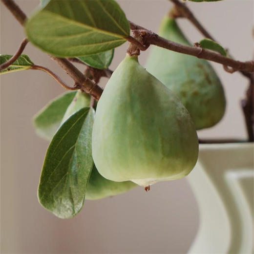 无花果枝条果实鲜切花一扎 商品图3