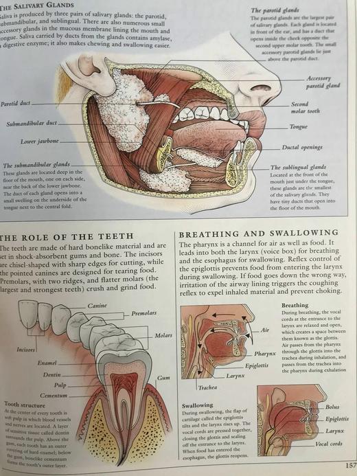 人体解剖图解指南 数百幅彩色插图 精装大16开 商品图9