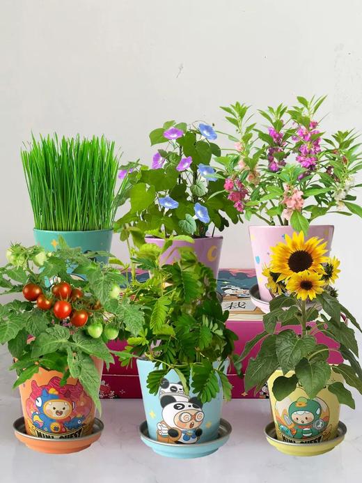 有机联盟植物 商品图11