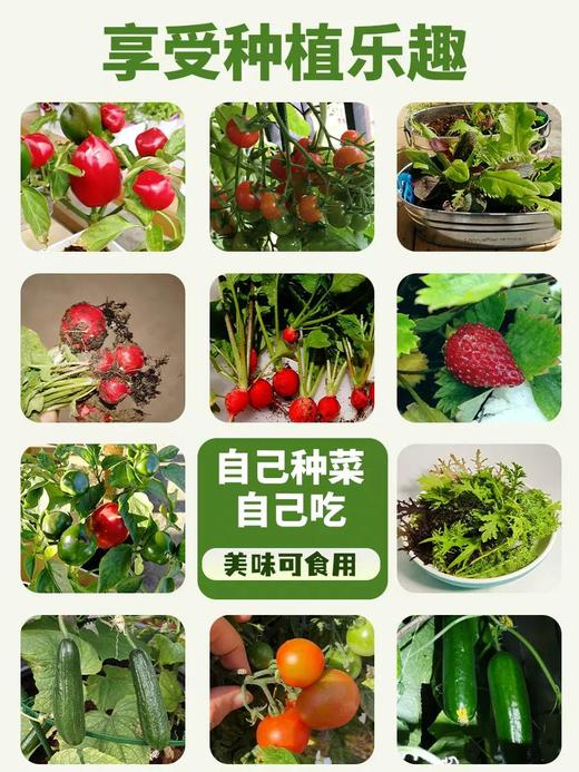 有机联盟植物 商品图2