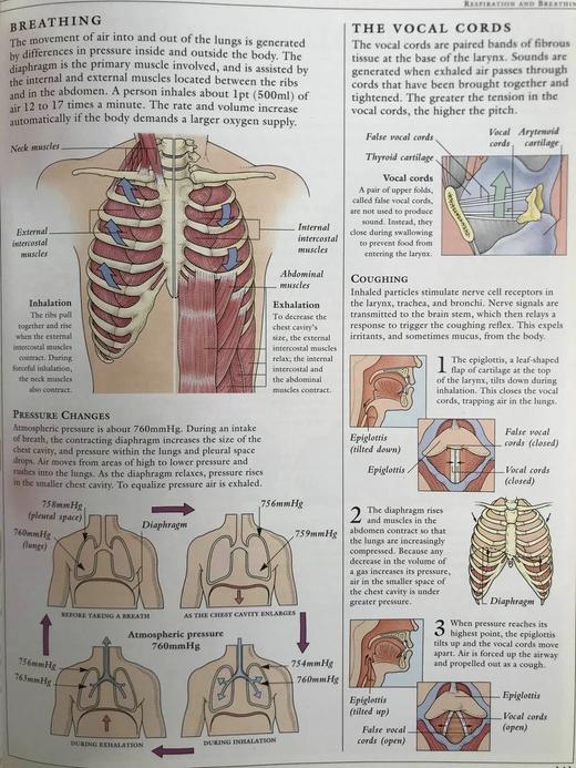 人体解剖图解指南 数百幅彩色插图 精装大16开 商品图11