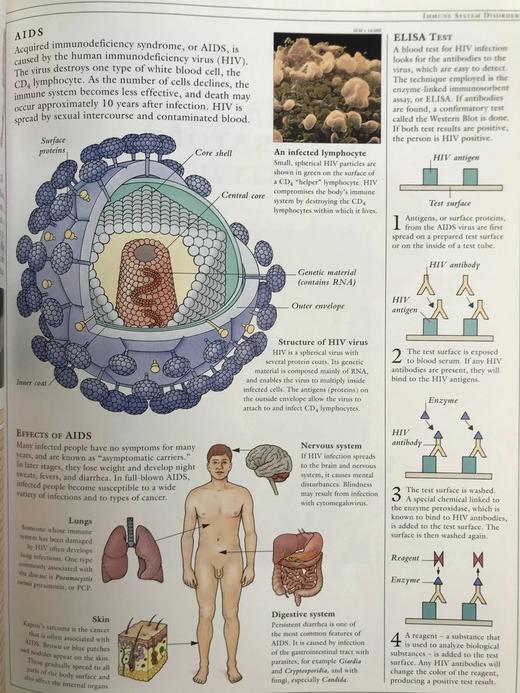 人体解剖图解指南 数百幅彩色插图 精装大16开 商品图12