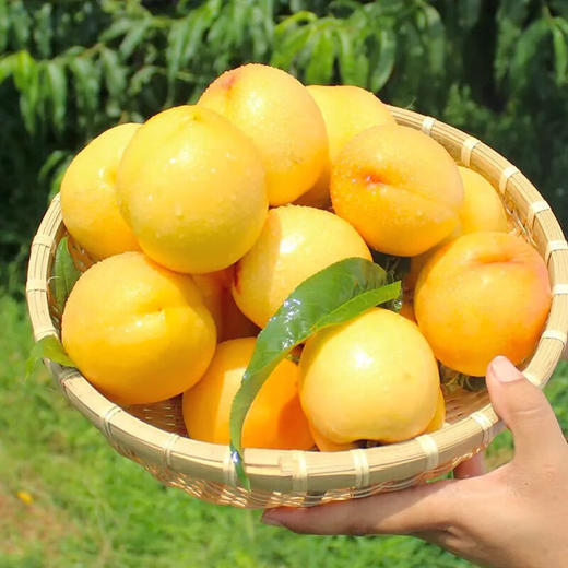 山东蒙阴黄油桃（4.5斤礼盒） 商品图2