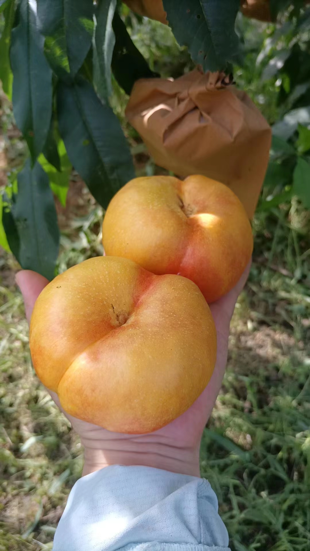 桃中贵族,个个精品,尽享三种桃子的美味~蟠桃的颜值,黄桃的口感,油桃