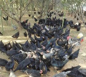 江西农业基地自营 散养五黑鸡 （净重2.5-3斤）