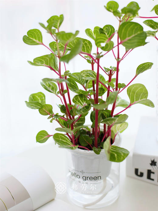 水培钱多多 商品图0