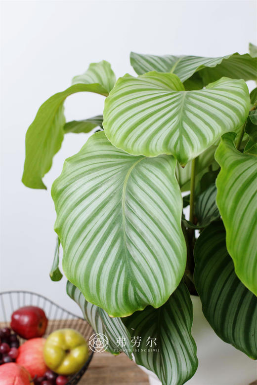 青苹果竹芋 商品图1