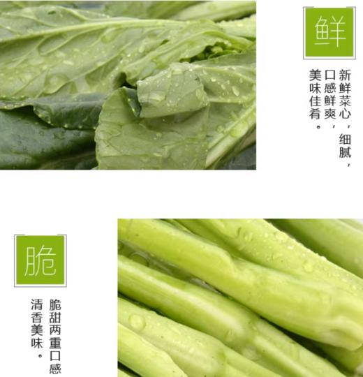 菜心约500g【BC】【QC】 商品图4