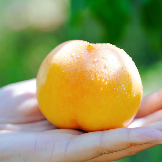 山东蒙阴黄油桃（4.5斤礼盒） 商品图3