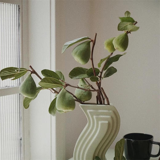 无花果枝条果实鲜切花一扎 商品图0