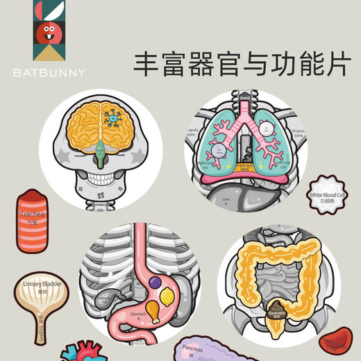 *蝙蝠兔我的骨怪朋友生命人体启蒙双语认知趣味拼图人体科普医生玩具礼物 商品图3