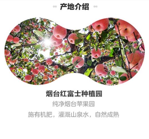 85#红富士约500g【BC】【QC】 商品图3