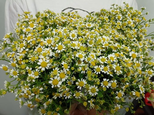 洋甘菊，花期特别长！小清新！花语：天真和平，希望纯洁的美好和深藏在心底的爱，不一定非得长成玫瑰，乐意的话，做茉莉，做雏菊，做无名小花，做千千万万 小雏菊花🌸一组一束 商品图1