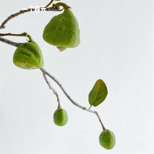 无花果枝条果实鲜切花一扎 商品图2