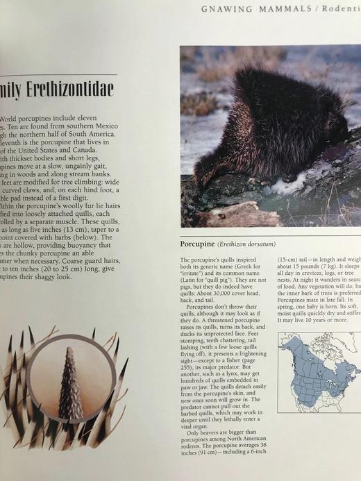 北美洲野生动物图集 数百幅插图 精装大16开 商品图8