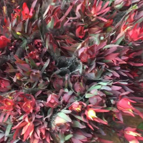 细叶木百合.红色