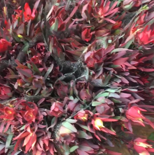 细叶木百合.红色 商品图0