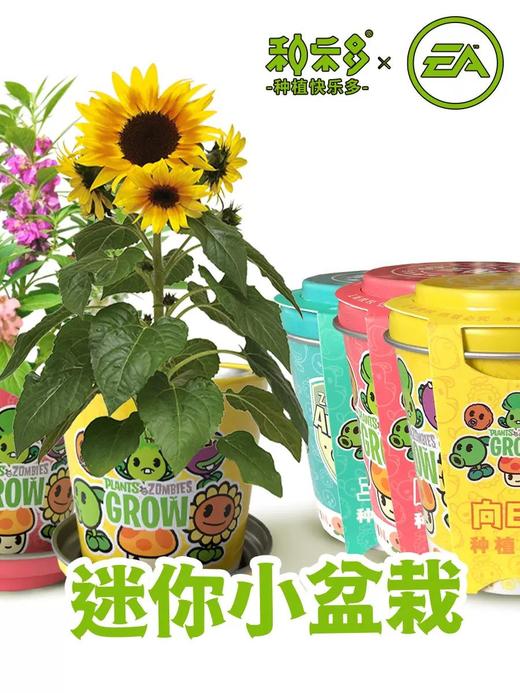 有机联盟植物 商品图14