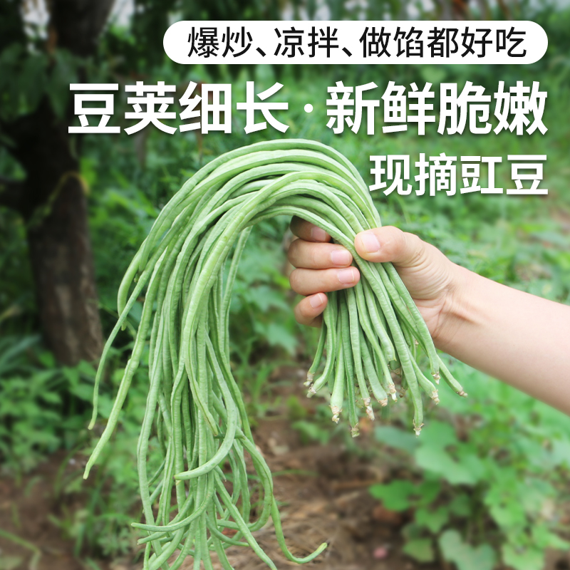 农家豇豆 每日现摘  口感嫩滑  肉质肥厚  豆荚细长  豇豆角  400g