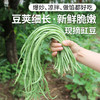 密云新鲜现摘农家豇豆400g  口感嫩滑  肉质肥厚  豆荚细长  豇豆角 商品缩略图8