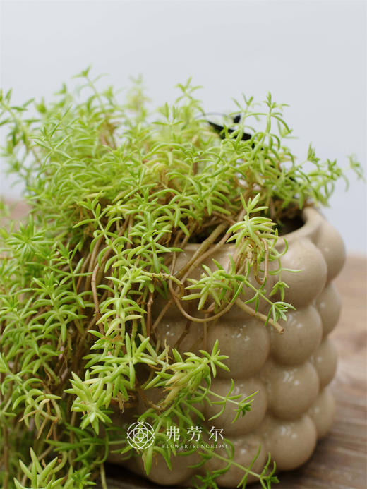 佛甲草 商品图0