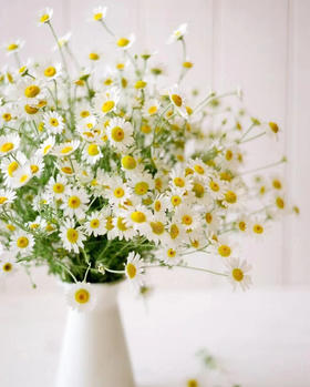 洋甘菊，花期特别长！小清新！花语：天真和平，希望纯洁的美好和深藏在心底的爱，不一定非得长成玫瑰，乐意的话，做茉莉，做雏菊，做无名小花，做千千万万 小雏菊花🌸一组一束