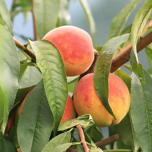 【买2件十堰主城区包邮】郧阳区青曲炎陵黄桃3斤 商品图2