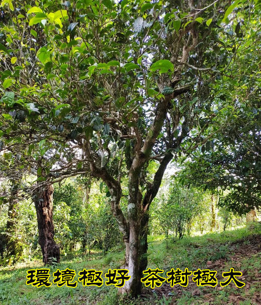 【高端茶】【又野又甜 特殊香气】 年度最佳黑马 高端茶微小产区 小荒田600~800年大型古树单株 斗茶级高货分享！ 2023年云茶盟主独有资源分享！ 商品图3
