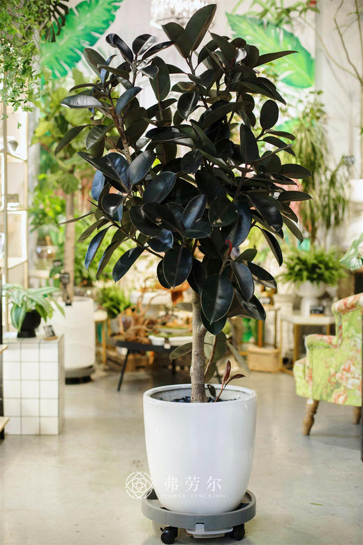 黑金刚 商品图0