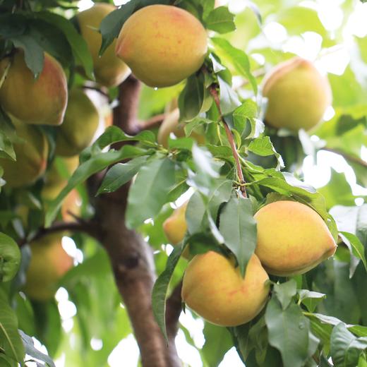 【买2件十堰主城区包邮】郧阳区青曲炎陵黄桃3斤 商品图4